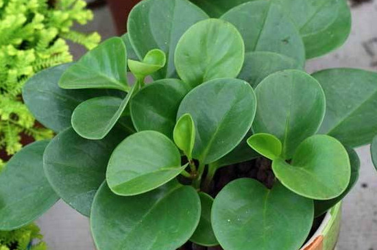 豆瓣绿为何不长新叶