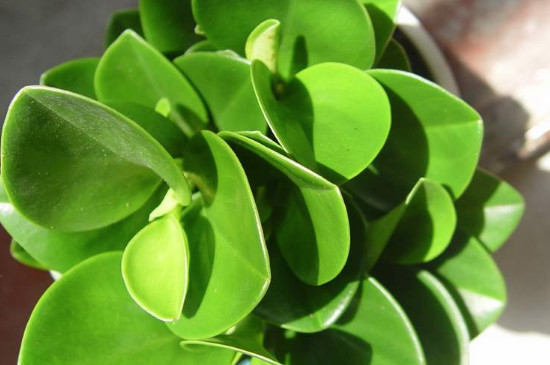 豆瓣绿为何不长新叶