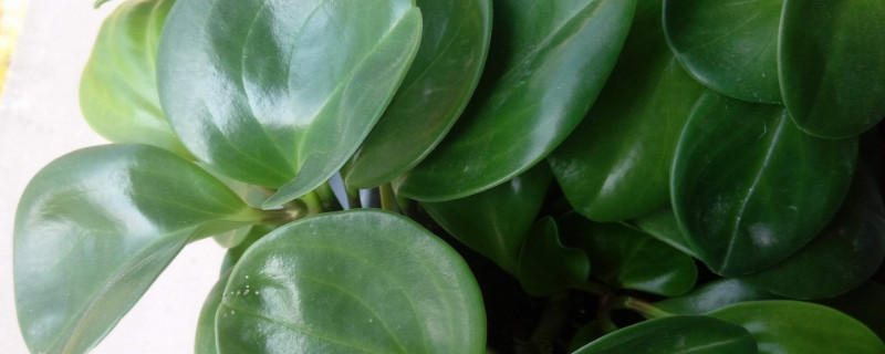 豆瓣绿为何会烂根