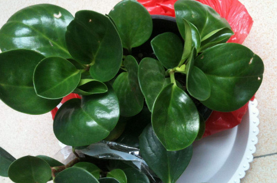 豆瓣绿为何会烂根