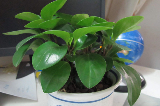 豆瓣绿为何会烂根