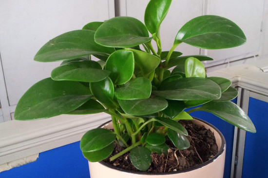 豆瓣绿为何会烂根