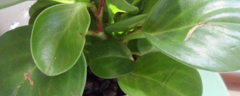 豆瓣绿为何烂根了呀