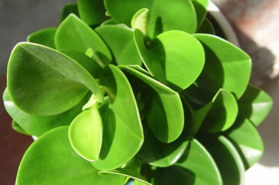 豆瓣绿为何烂根了呀