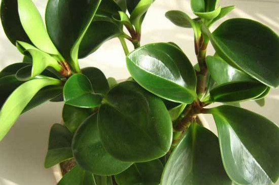 豆瓣绿为何烂根了呀