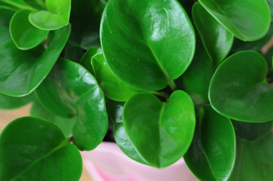 豆瓣绿叶片有斑点