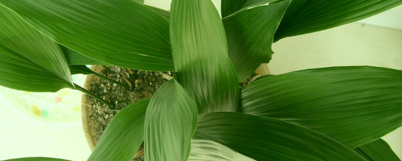 如何让一叶兰爆盆