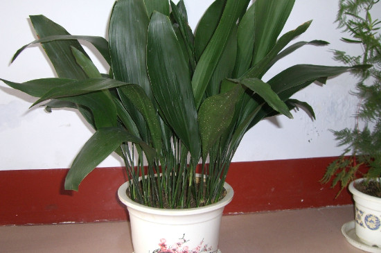 如何让一叶兰爆盆