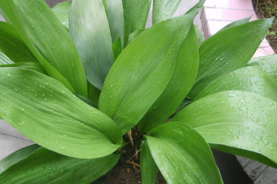 如何让一叶兰爆盆