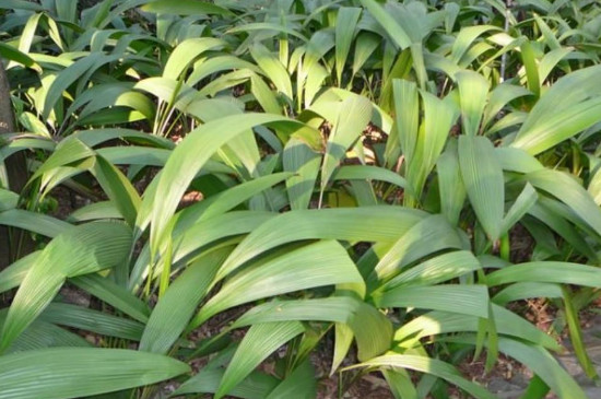 如何让一叶兰爆盆