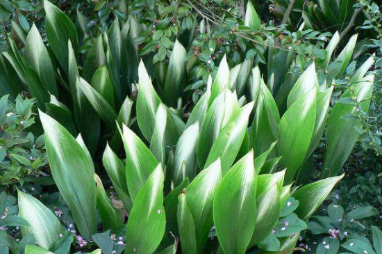 一叶兰叶子尖发黄