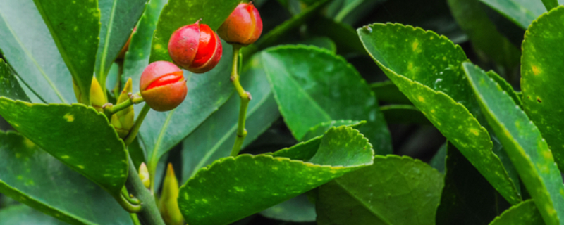 万年青如何养才茂盛