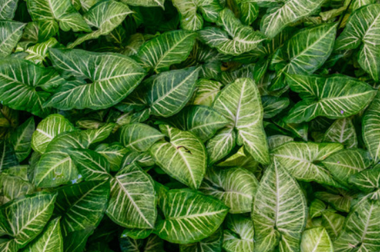 万年青如何养才茂盛