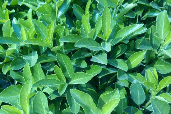 万年青如何养才茂盛