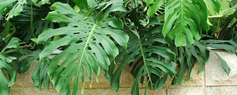 龟背竹的养殖办法和留意事项