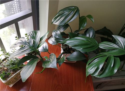 龟背竹的养殖办法和留意事项