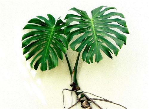 龟背竹的养殖办法和留意事项