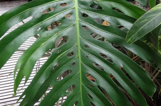 龟背竹的修剪办法和留意事项