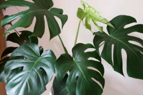 龟背竹的修剪办法和留意事项