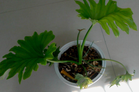 龟背竹可以用阿司匹林吗?水培的