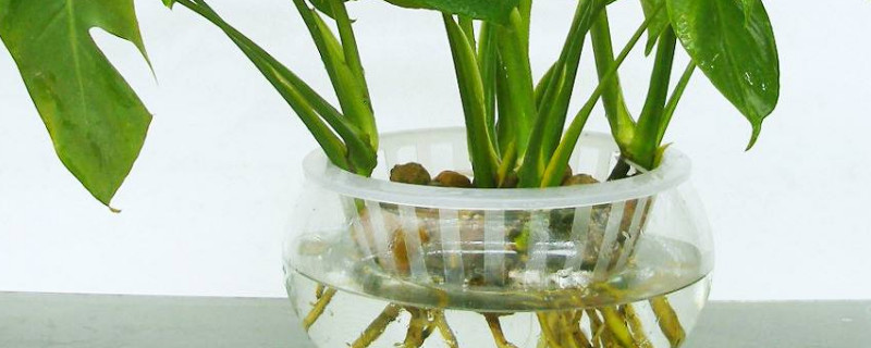 龟背竹可以水培吗,龟背竹水培办法