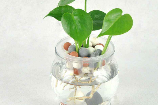 龟背竹可以水培吗,龟背竹水培办法