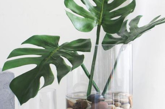 龟背竹可以水培吗,龟背竹水培办法