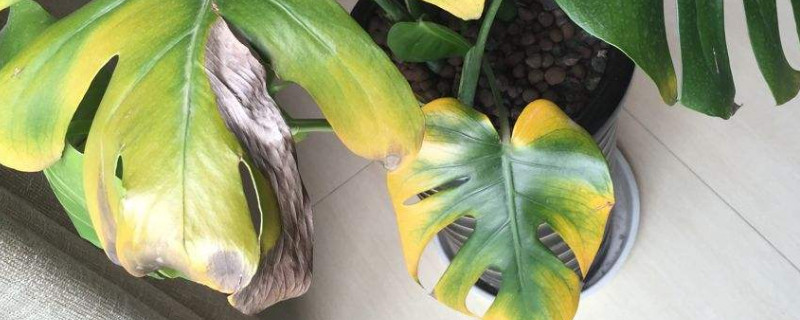 龟背竹叶子卷如何回事