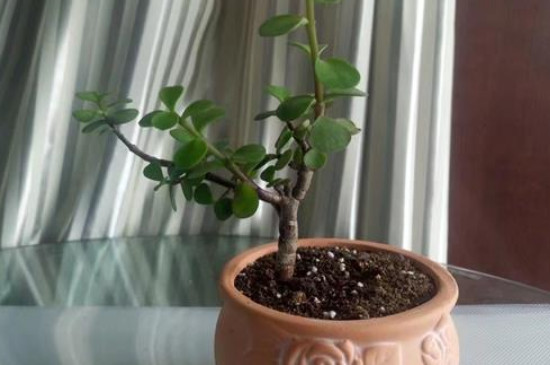 金枝玉叶扦插多久生根