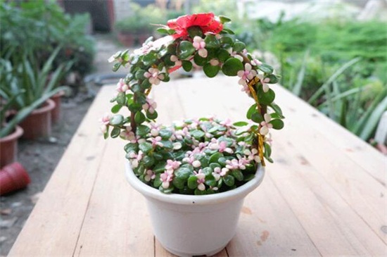 金枝玉叶不长叶子如何回事，土壤不适植株冻伤