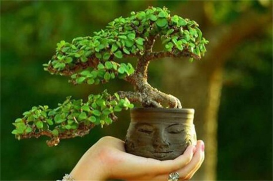 金枝玉叶不长叶子如何回事，土壤不适植株冻伤