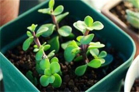 金枝玉叶不长叶子如何回事，土壤不适植株冻伤