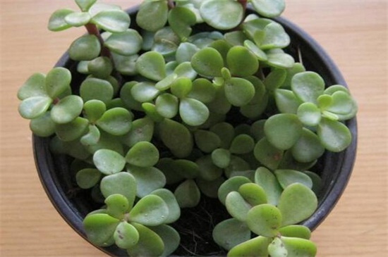 金枝玉叶如何养才爆盆