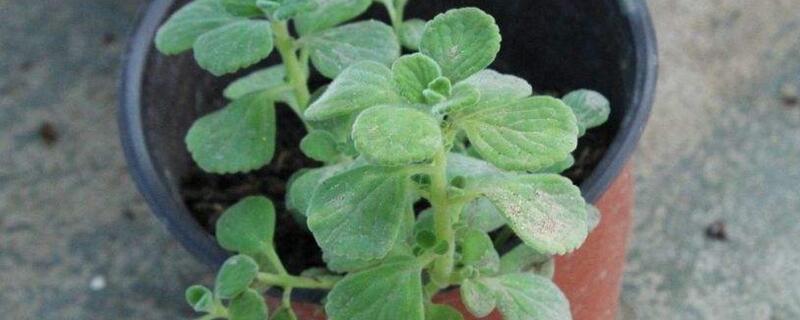 金枝玉叶的养殖办法和留意事项