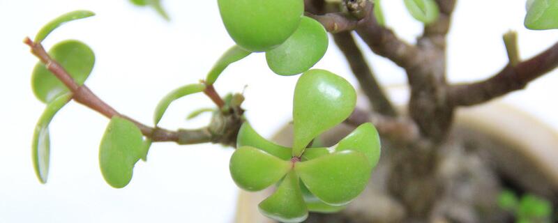 金枝玉叶烂根如何办