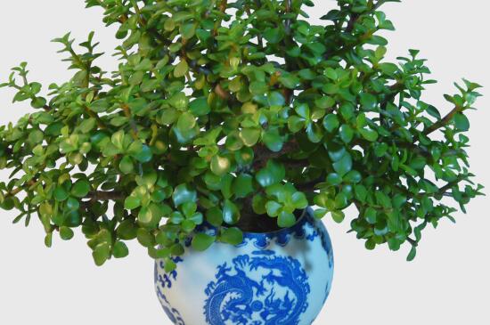 金枝玉叶烂根如何办