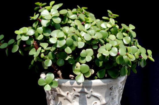 金枝玉叶烂根如何办