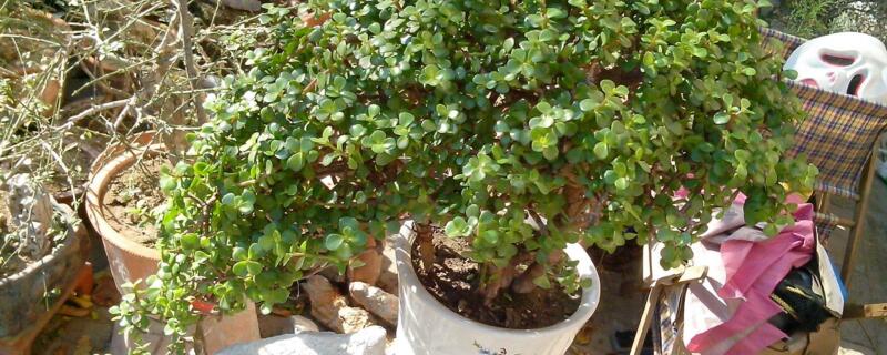 金枝玉叶掉叶子如何回事