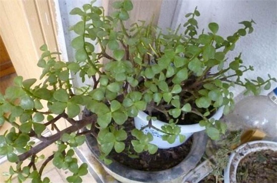 金枝玉叶掉叶子如何回事