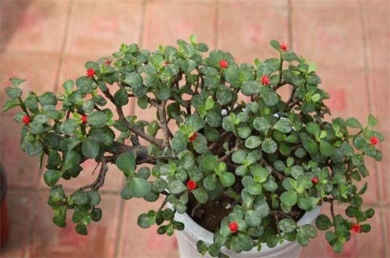 金枝玉叶掉叶子如何回事