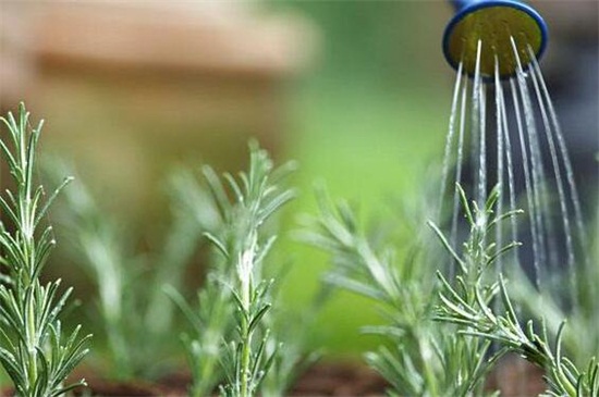 金枝玉叶如何变成粉色，只需掌握5个步骤