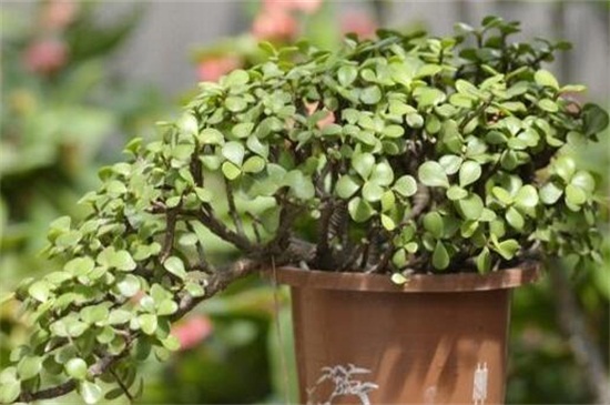 金枝玉叶如何变成粉色，只需掌握5个步骤