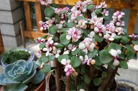 金枝玉叶如何变成粉色，只需掌握5个步骤