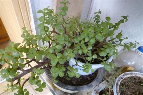 金枝玉叶掉叶子如何办