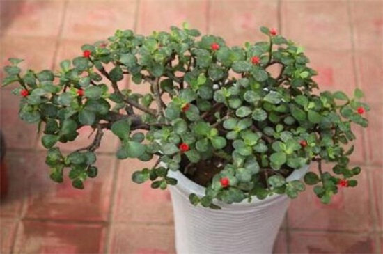 金枝玉叶掉叶子如何办