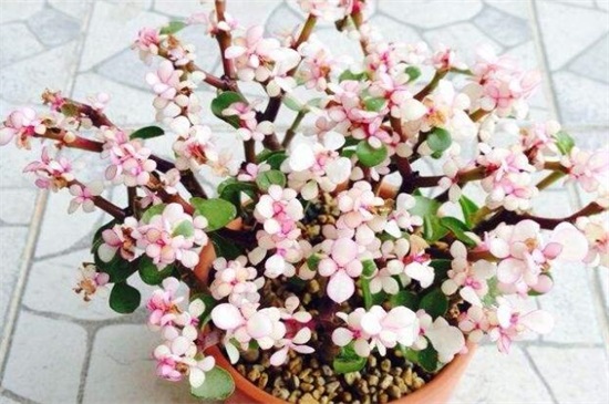 金枝玉叶用什么药变色，磷酸二氢钾可以让叶子变红