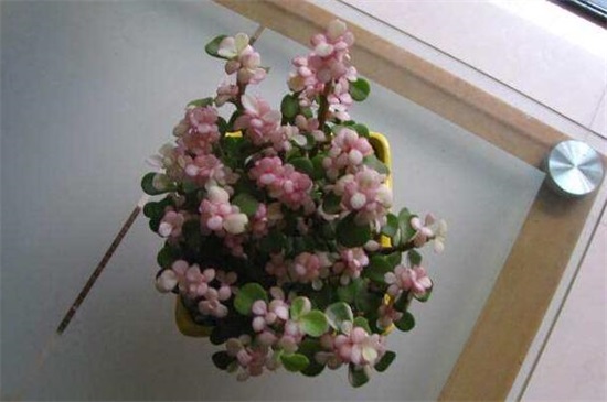 金枝玉叶用什么药变色，磷酸二氢钾可以让叶子变红