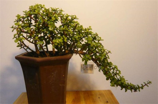 养了40年的金枝玉叶如何修剪，6个步骤剪出美丽的金枝玉叶