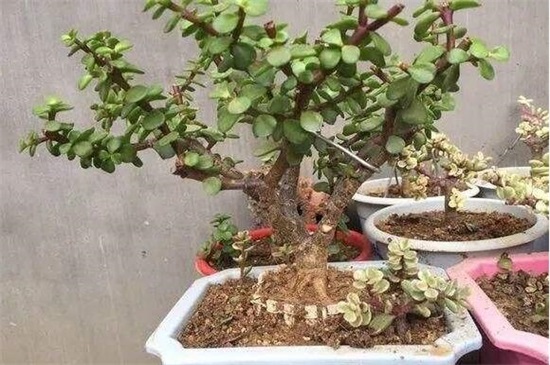 养了40年的金枝玉叶如何修剪，6个步骤剪出美丽的金枝玉叶