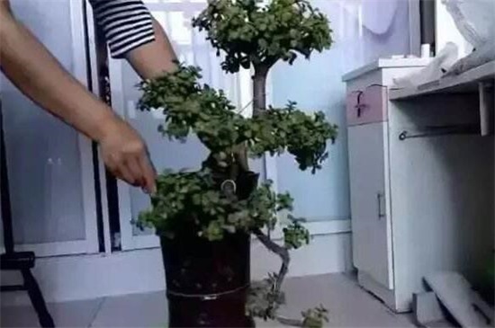 养了40年的金枝玉叶如何修剪，6个步骤剪出美丽的金枝玉叶